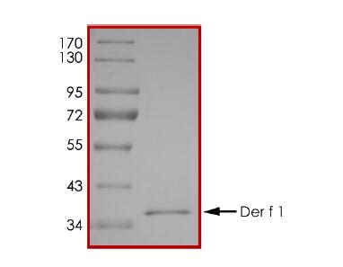 The purity of Der f 1 was determined to be >85% by densitometry.